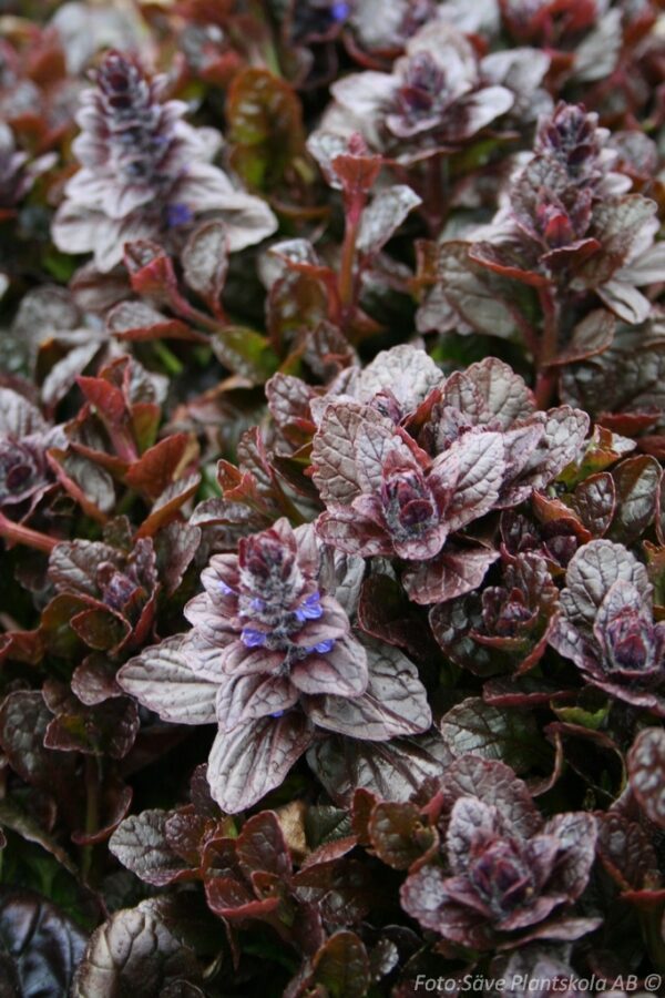 Ajuga reptans 'Braunhertz'