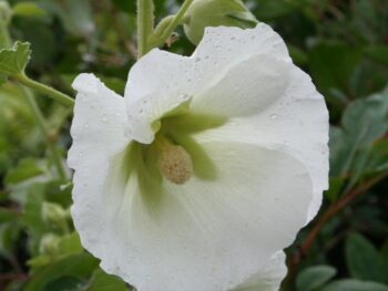 Alcea rosea 'Polarstar'