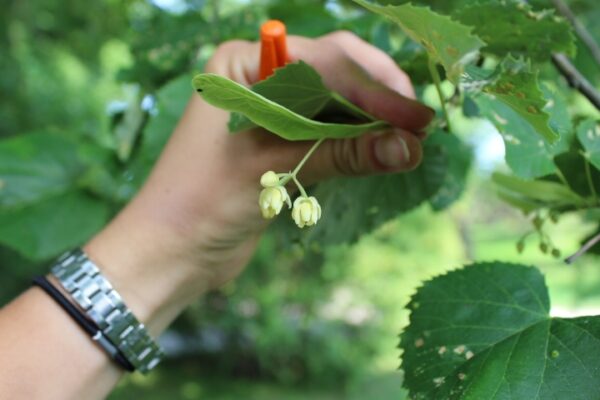 Tilia tomentosa - Bild 3