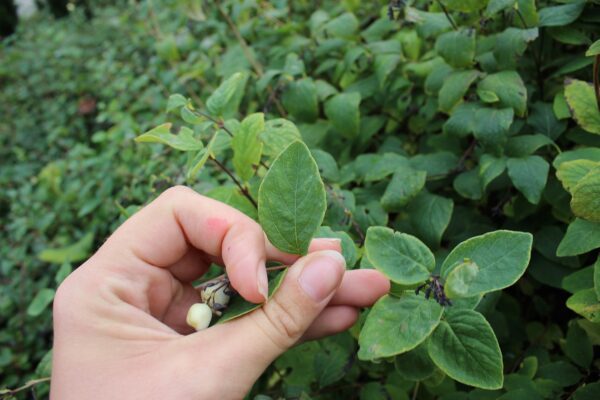 Symphoricarpos 'Arvid' E - Bild 5