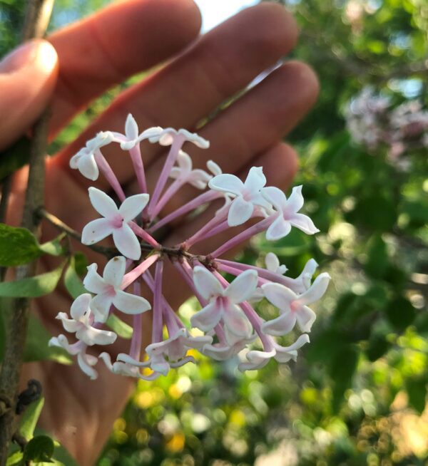 Syringa microphylla 'Superba'