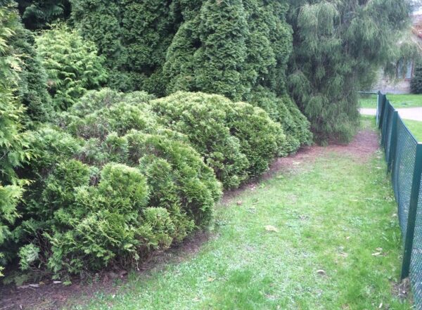 Thuja occidentalis 'Danica'