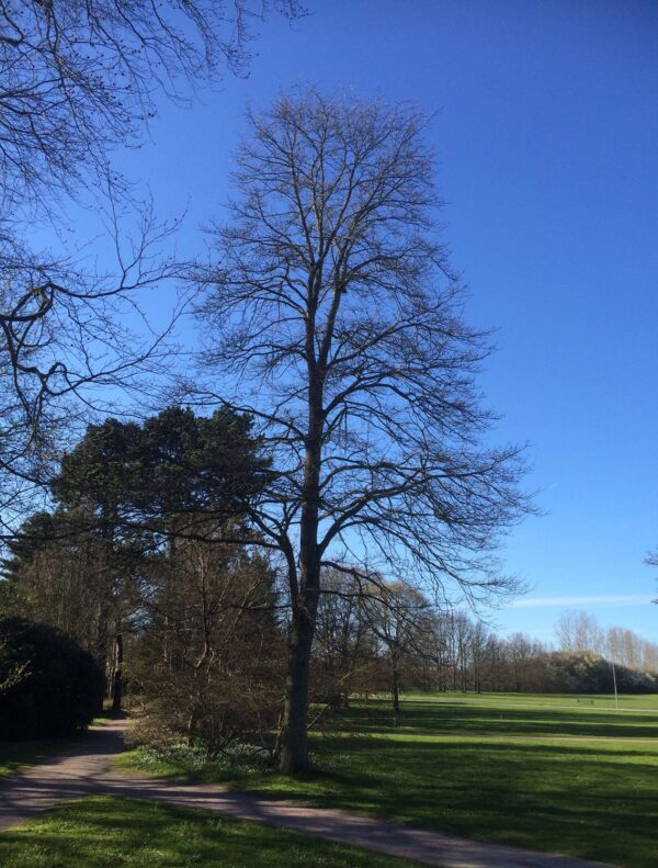 Quercus petraea fk Tjöre