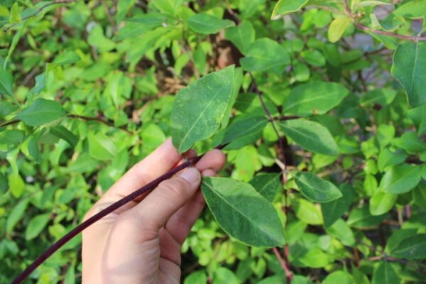 Lonicera periclymenum
