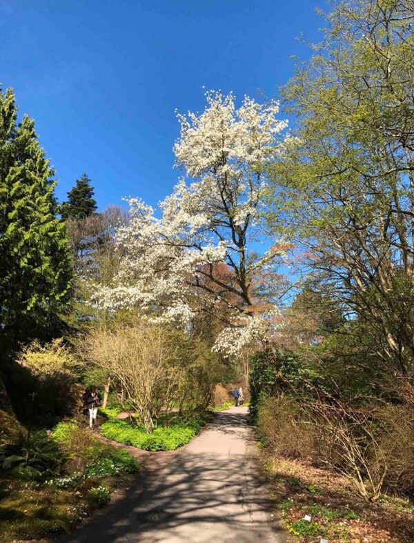 Magnolia kobus
