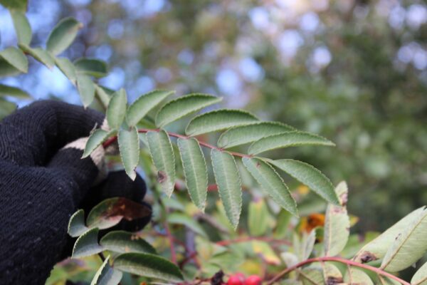 Sorbus decora - Bild 4