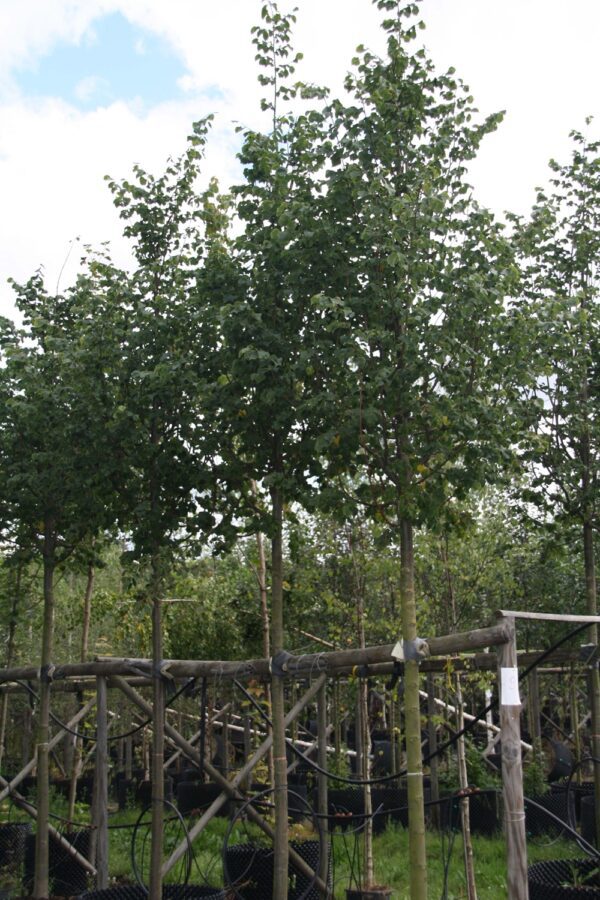 Tilia cordata 'Rancho'