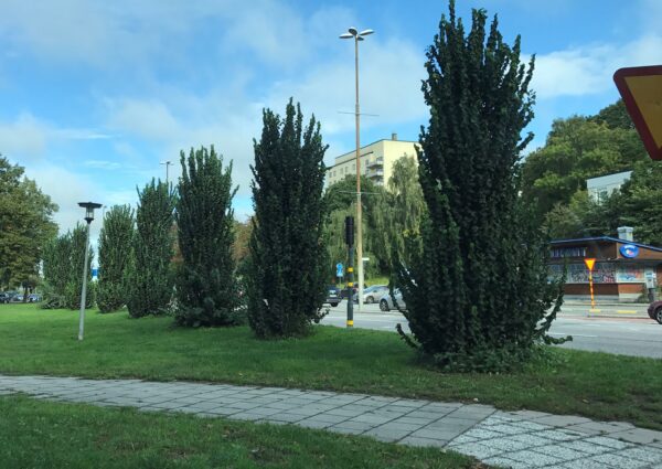Ulmus glabra 'Exoniensis'