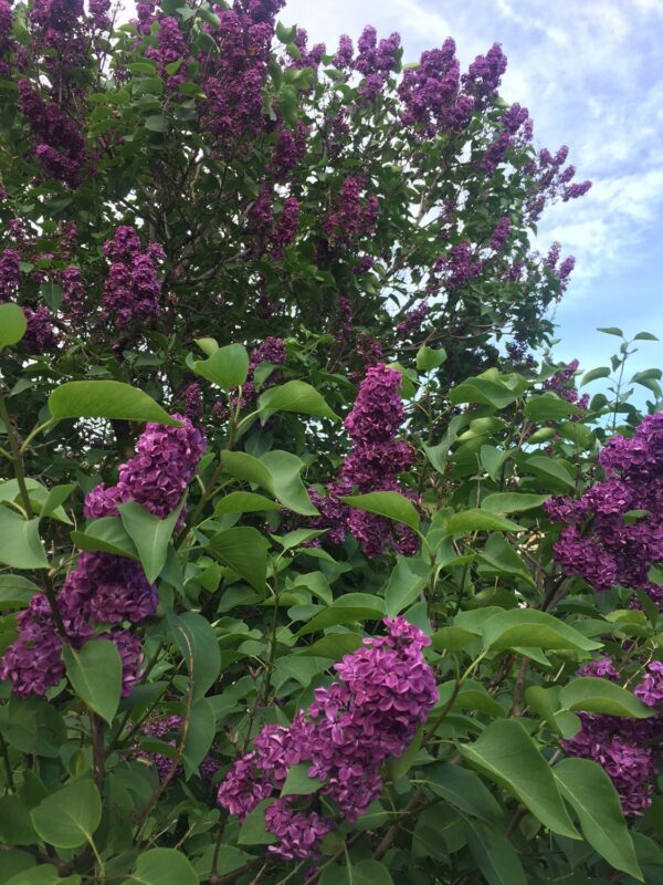 Syringa vulgaris 'Charles Joly' - Bild 2