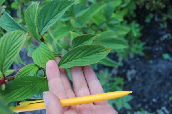 Viburnum farreri - Bild 5