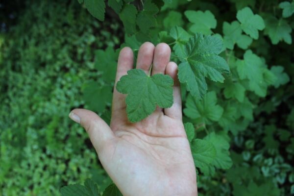 Ribes sanguineum 'Koja' Dafo - Bild 2