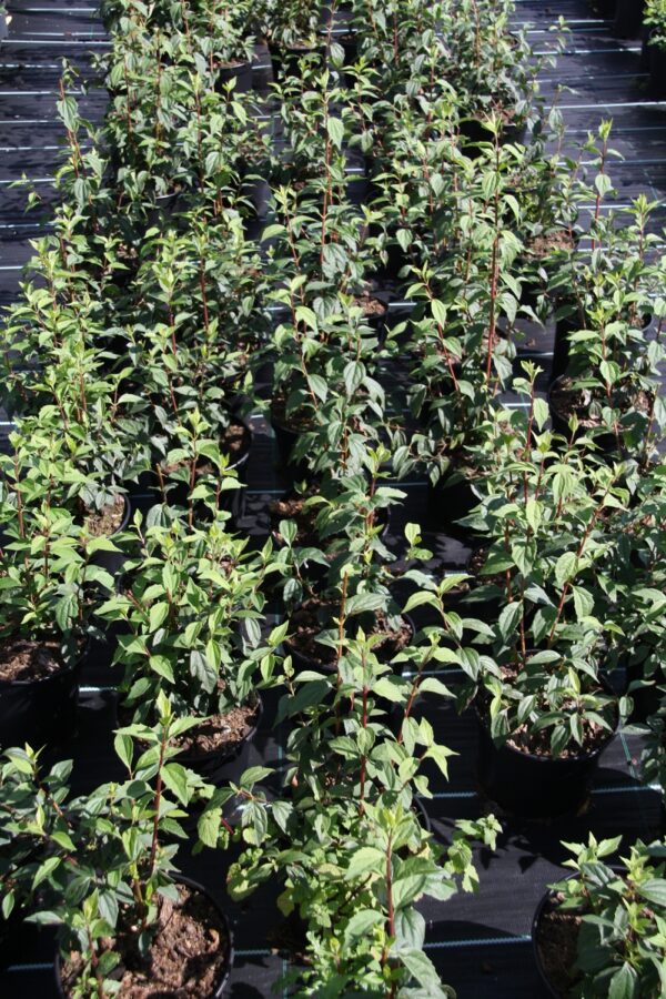 Philadelphus Orion® E