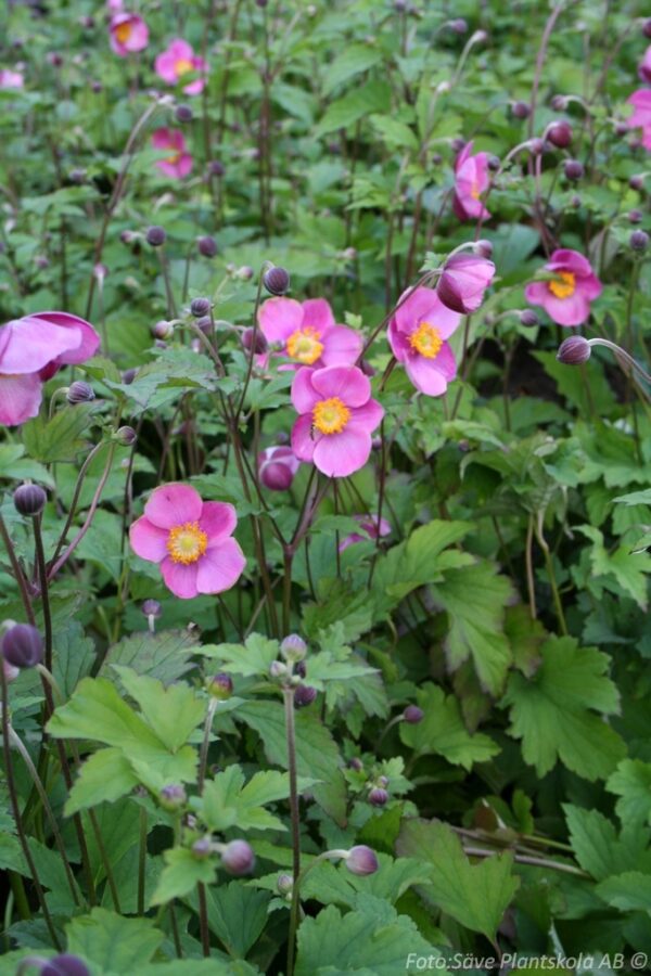 Anemone hybrida 'Splendens'
