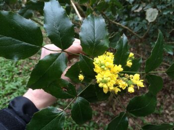 Mahonia aquifolium