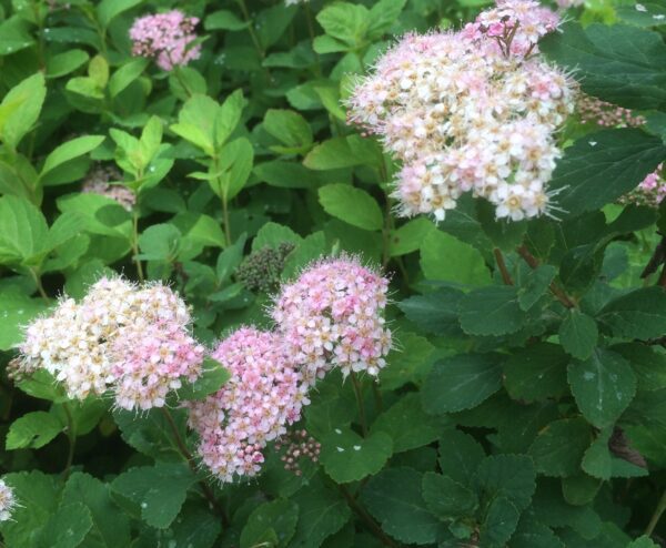 Spiraea splendens (S.densiflora) - Bild 2