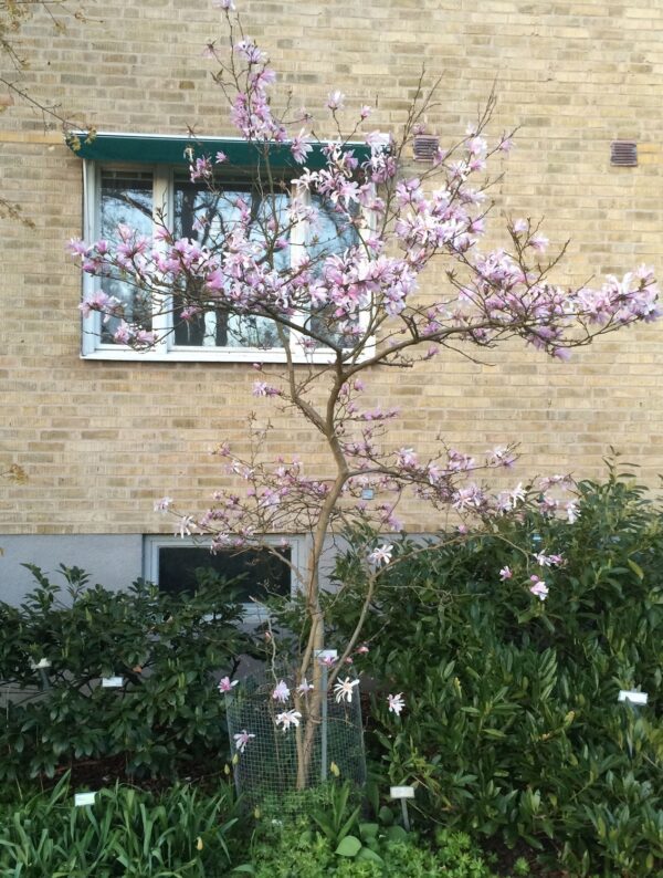 Magnolia x loebneri 'Leonard Messel' - Bild 5