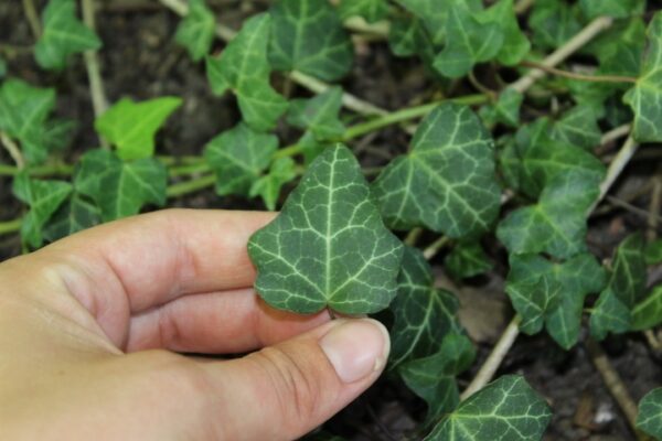 Hedera helix