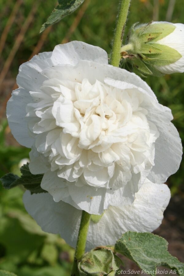 Alcea rosea 'Pleniflora' (Vit)