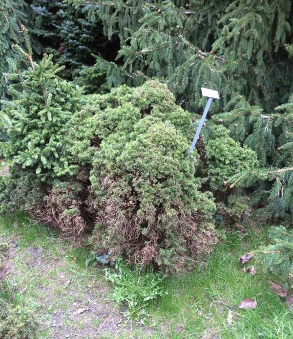 Picea glauca 'Echiniformis' - Bild 2