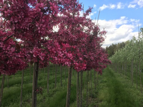 Malus 'Rubin' - Bild 4