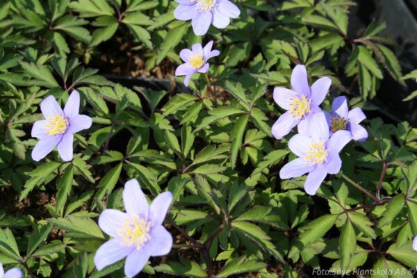 Anemone nemorosa 'Robinsonianum'