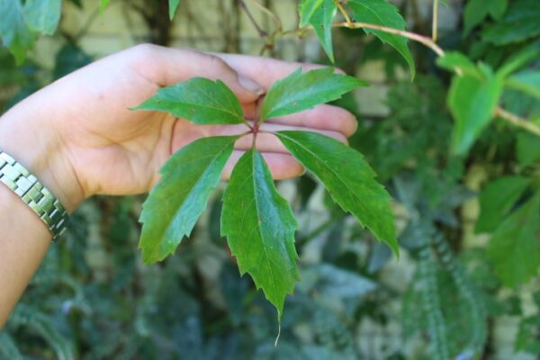 Parthenocissus quinquefolia var. engelmannii - Bild 5