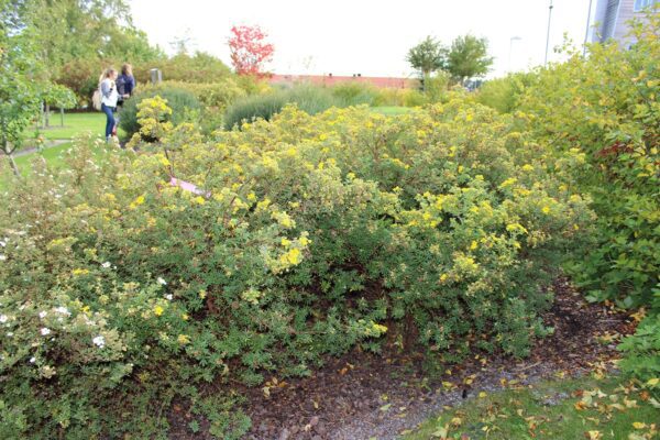 Potentilla fruticosa 'Goldfinger' E