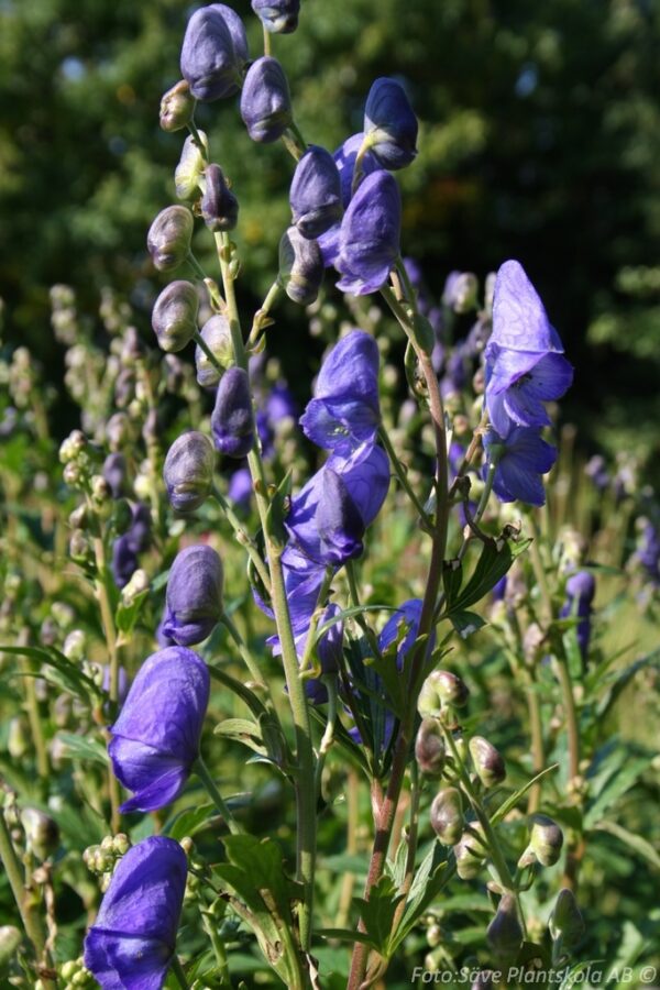 Aconitum carmichaelii 'Arendsii'