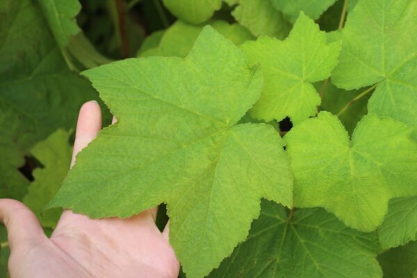 Rubus odoratus - Bild 2