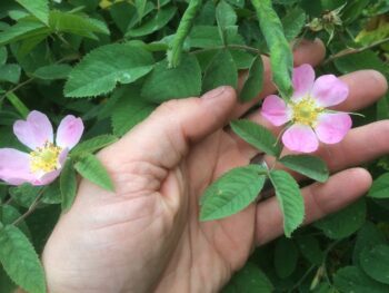 Rosa villosa ssp.mollis fk Balingsta E