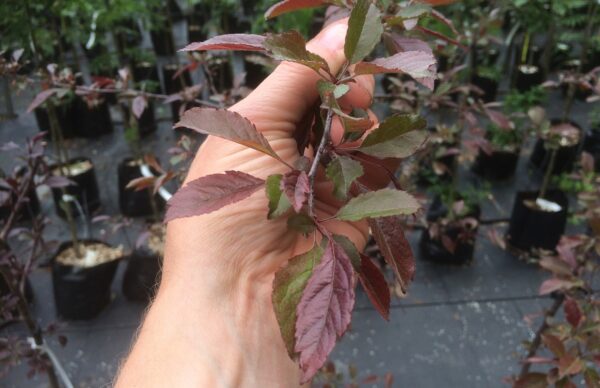 Malus 'Rubin' - Bild 3