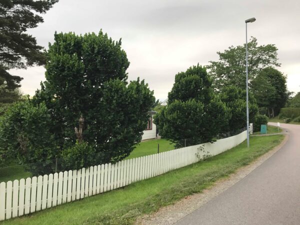 Ulmus glabra 'Exoniensis' - Bild 6