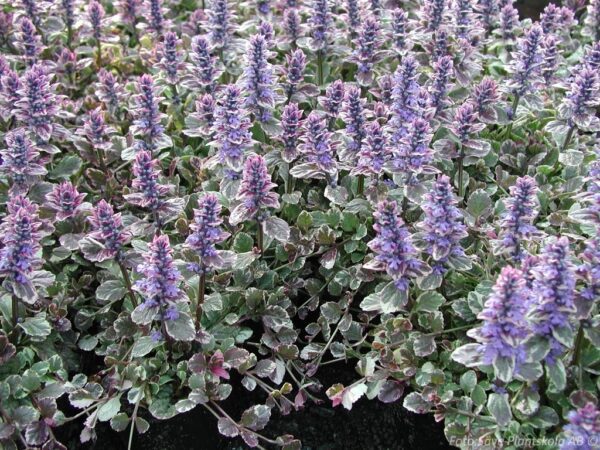 Ajuga reptans 'Burgundy Glow'