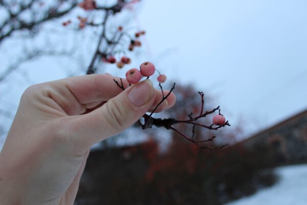 Sorbus 'Rosmari' E - Bild 4