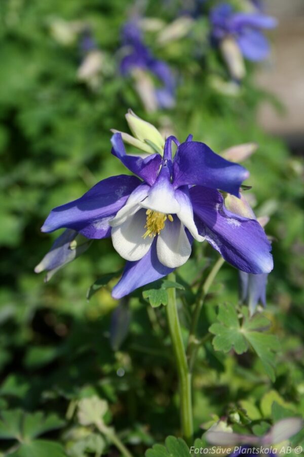 Aquilegia 'Spring Magic Blue'