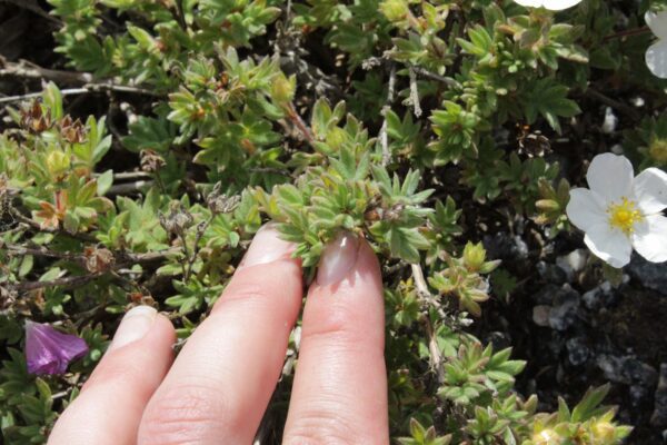 Potentilla fruticosa 'Manchu' - Bild 3