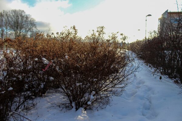 Potentilla fruticosa 'Goldfinger' E - Bild 2