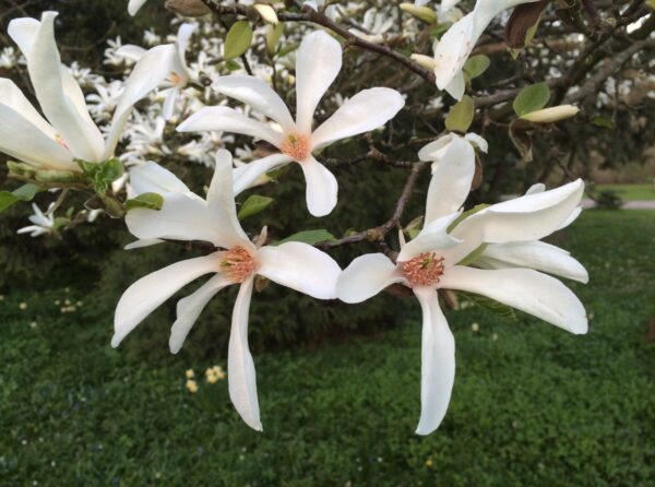 Magnolia kobus - Bild 4