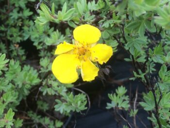 Potentilla fruticosa 'Goldteppich'