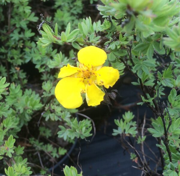 Potentilla fruticosa 'Goldteppich'