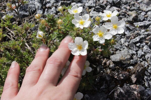 Potentilla fruticosa 'Manchu'