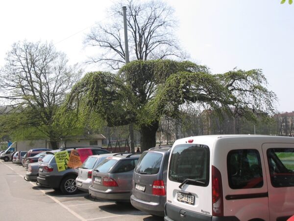 Ulmus glabra 'Camperdownii' - Bild 3