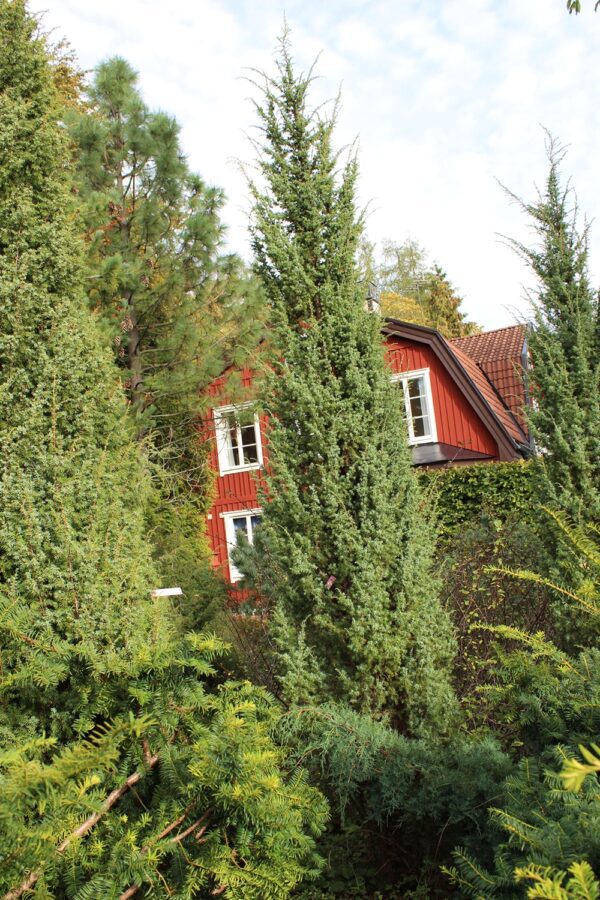 Juniperus communis 'Vemboö' E - Bild 2