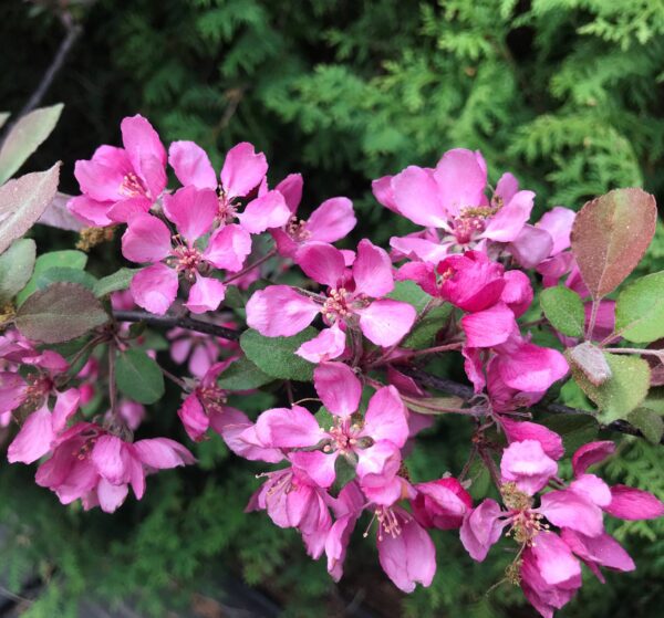 Malus 'Profusion'