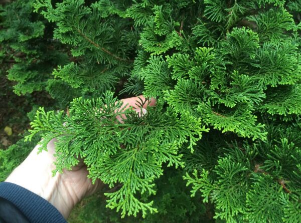 Chamaecyparis obtusa 'Nana Gracilis' - Bild 4