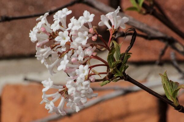 Viburnum farreri - Bild 3
