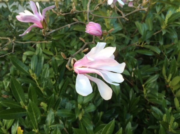 Magnolia x loebneri 'Leonard Messel' - Bild 4