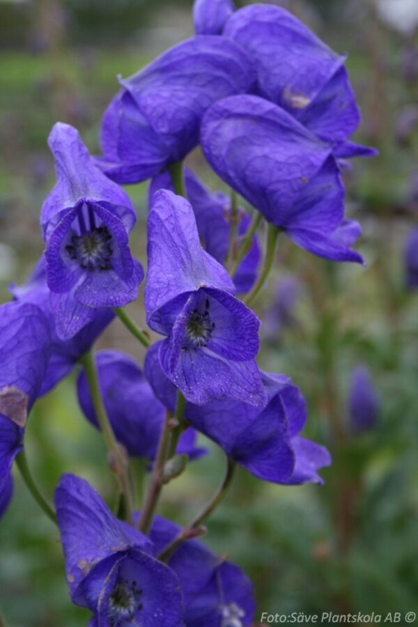 Aconitum carmichaelii 'Arendsii' - Bild 2