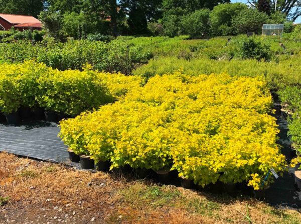 Physocarpus opulifolius 'Dart´s Gold' - Bild 3