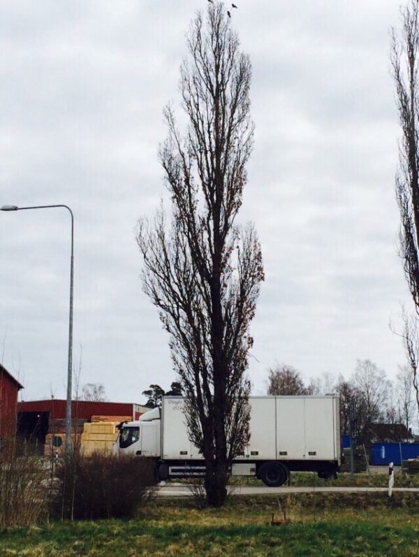Quercus robur 'Fastigiata' - Bild 3